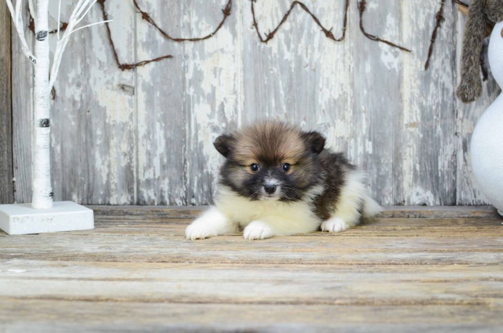 Akc Registered Pomeranian Baby