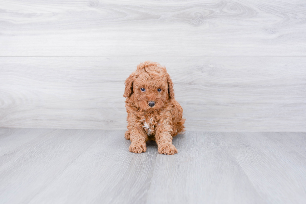 Poodle Puppy for Adoption