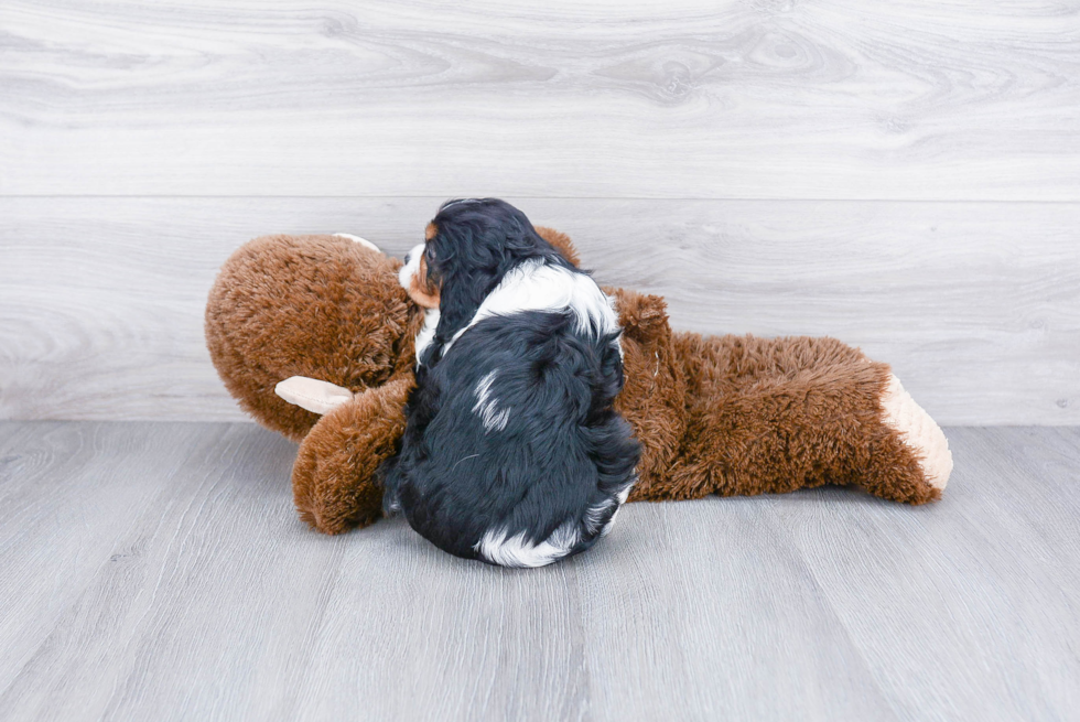 Cavalier King Charles Spaniel Pup Being Cute