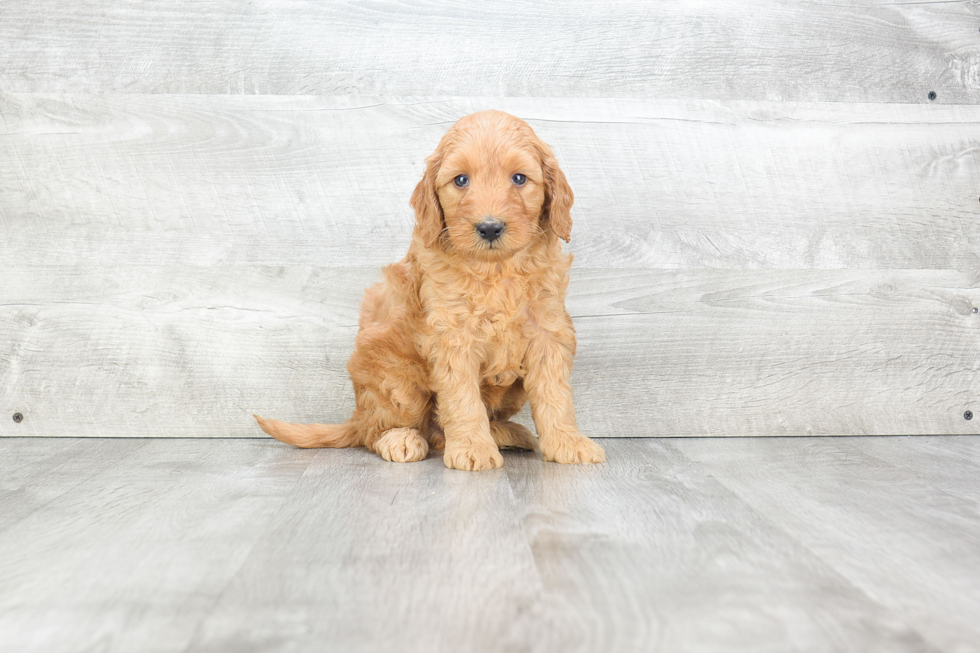 Petite Mini Goldendoodle Poodle Mix Pup