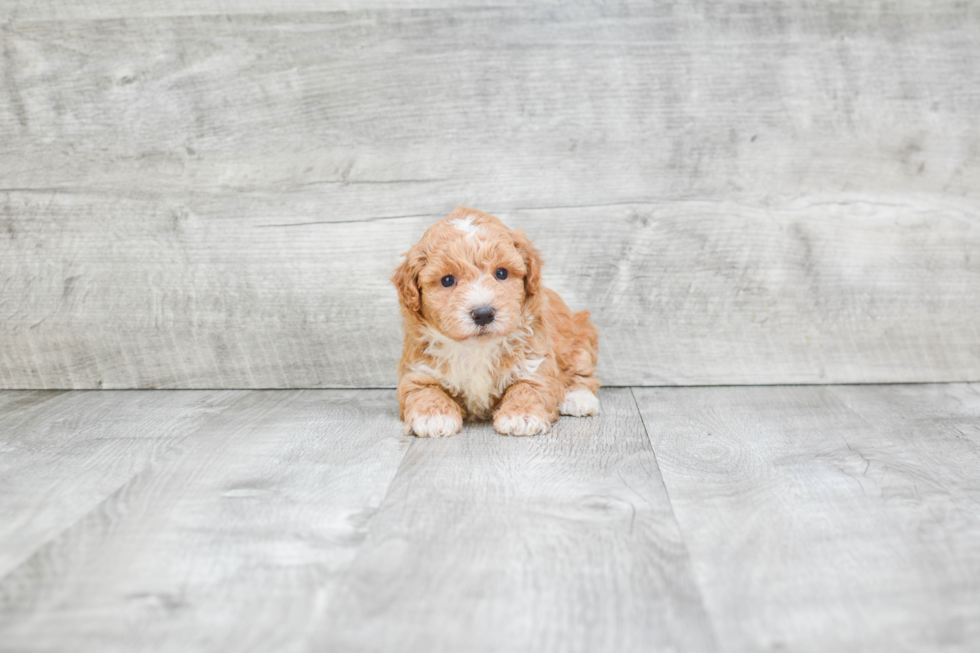 Best Maltipoo Baby