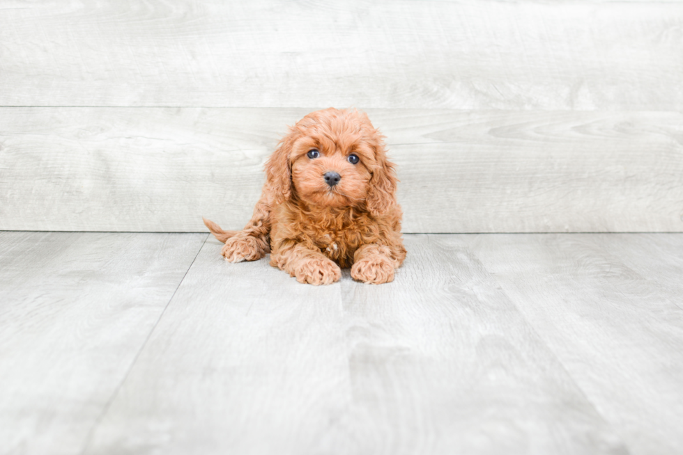 Best Cavapoo Baby