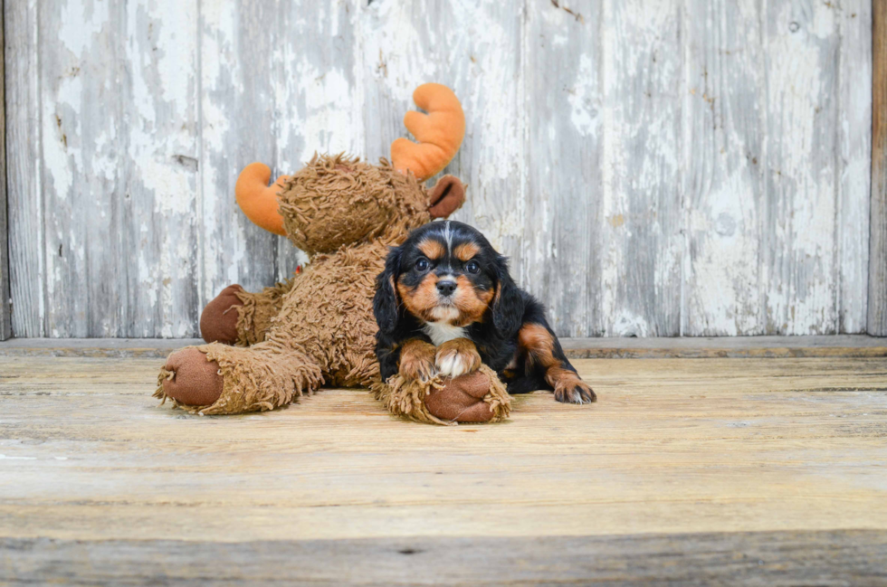 Best Cavalier King Charles Spaniel Baby