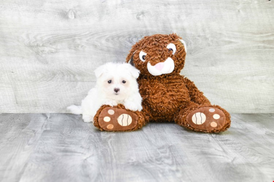 Little Maltepoo Poodle Mix Puppy