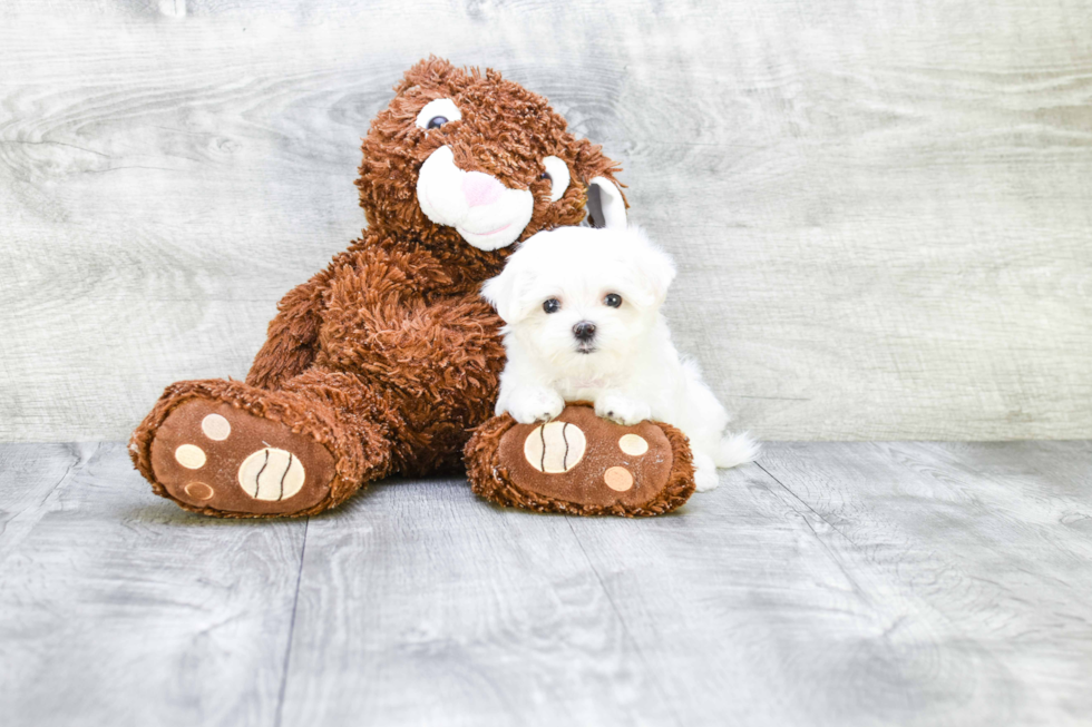 Maltese Pup Being Cute