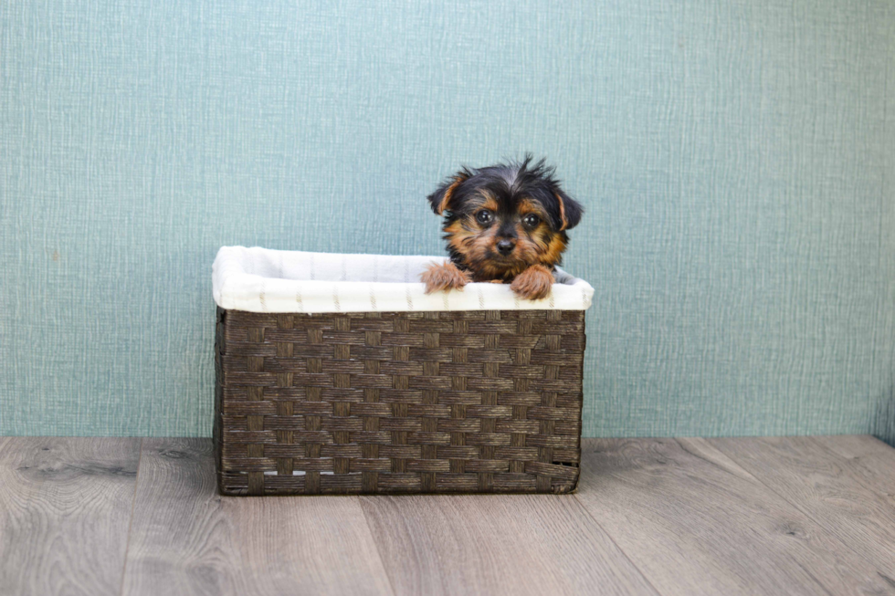 Meet Steph - our Yorkshire Terrier Puppy Photo 