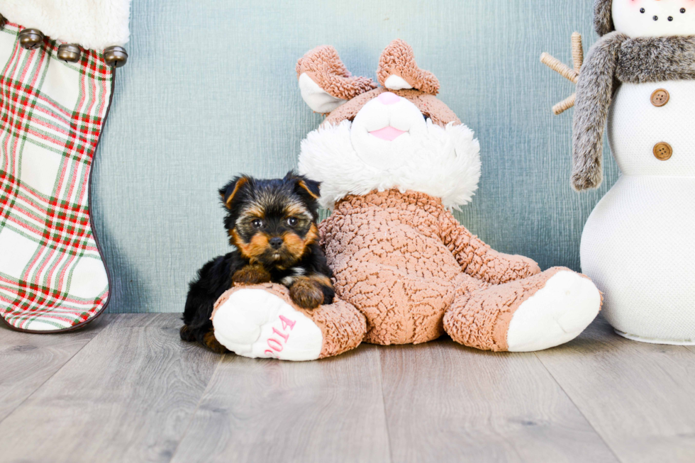 Meet Hope - our Yorkshire Terrier Puppy Photo 