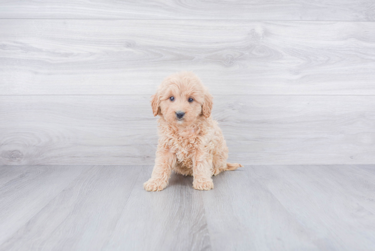 Fluffy Mini Goldendoodle Poodle Mix Pup