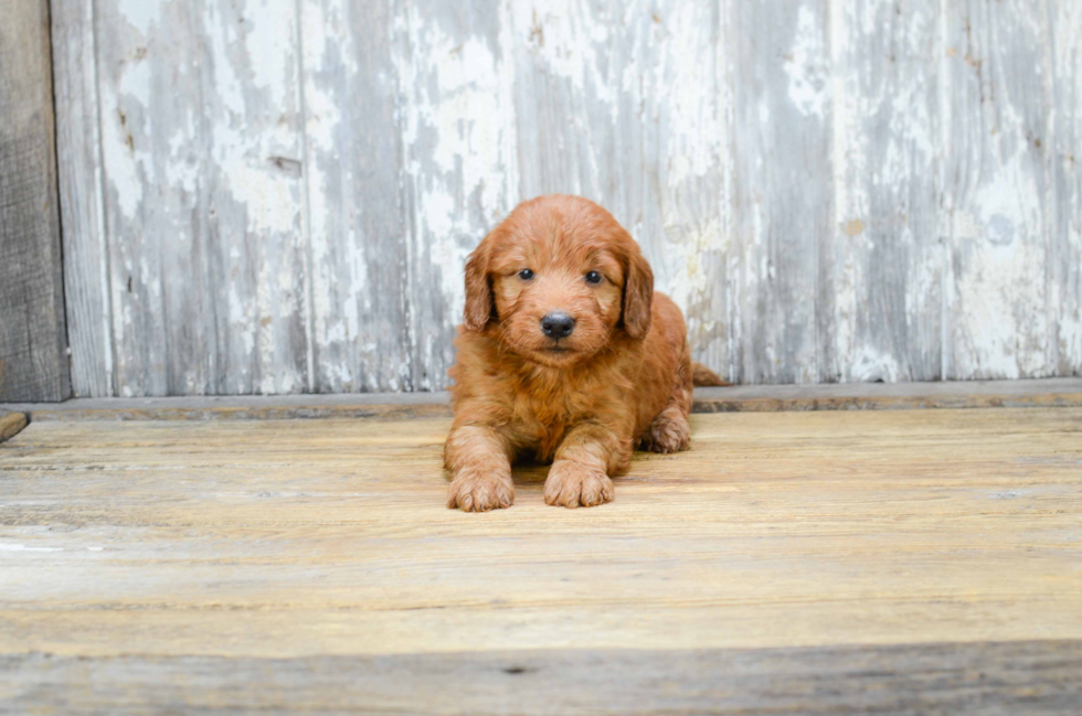 Little Golden Retriever Poodle Mix Puppy