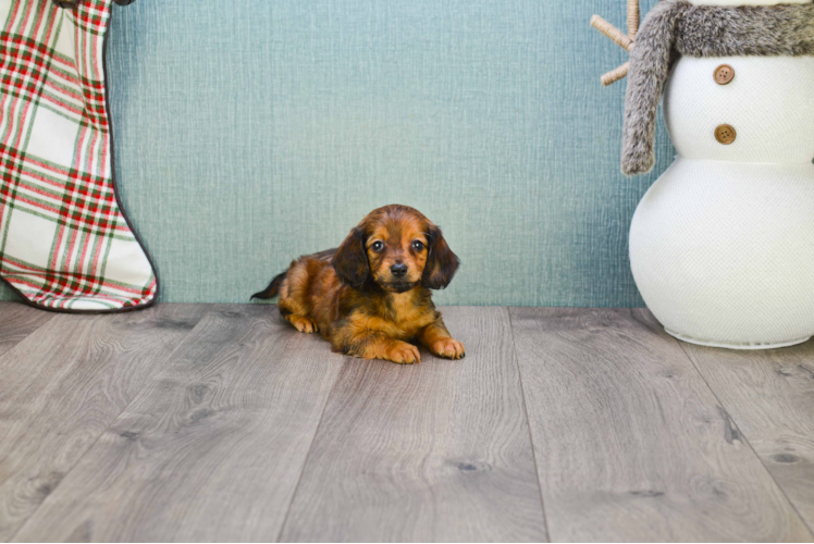 Cute Dachshund Purebred Pup