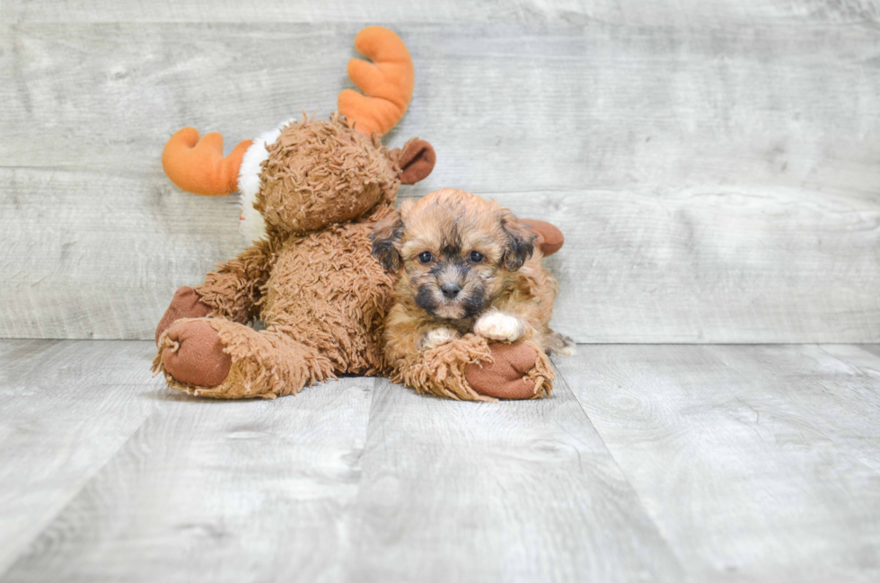 Teddy Bear Puppy for Adoption