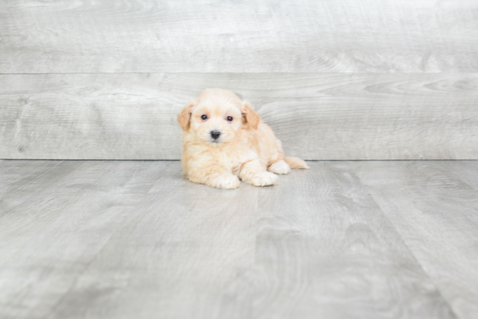 Maltipoo Pup Being Cute