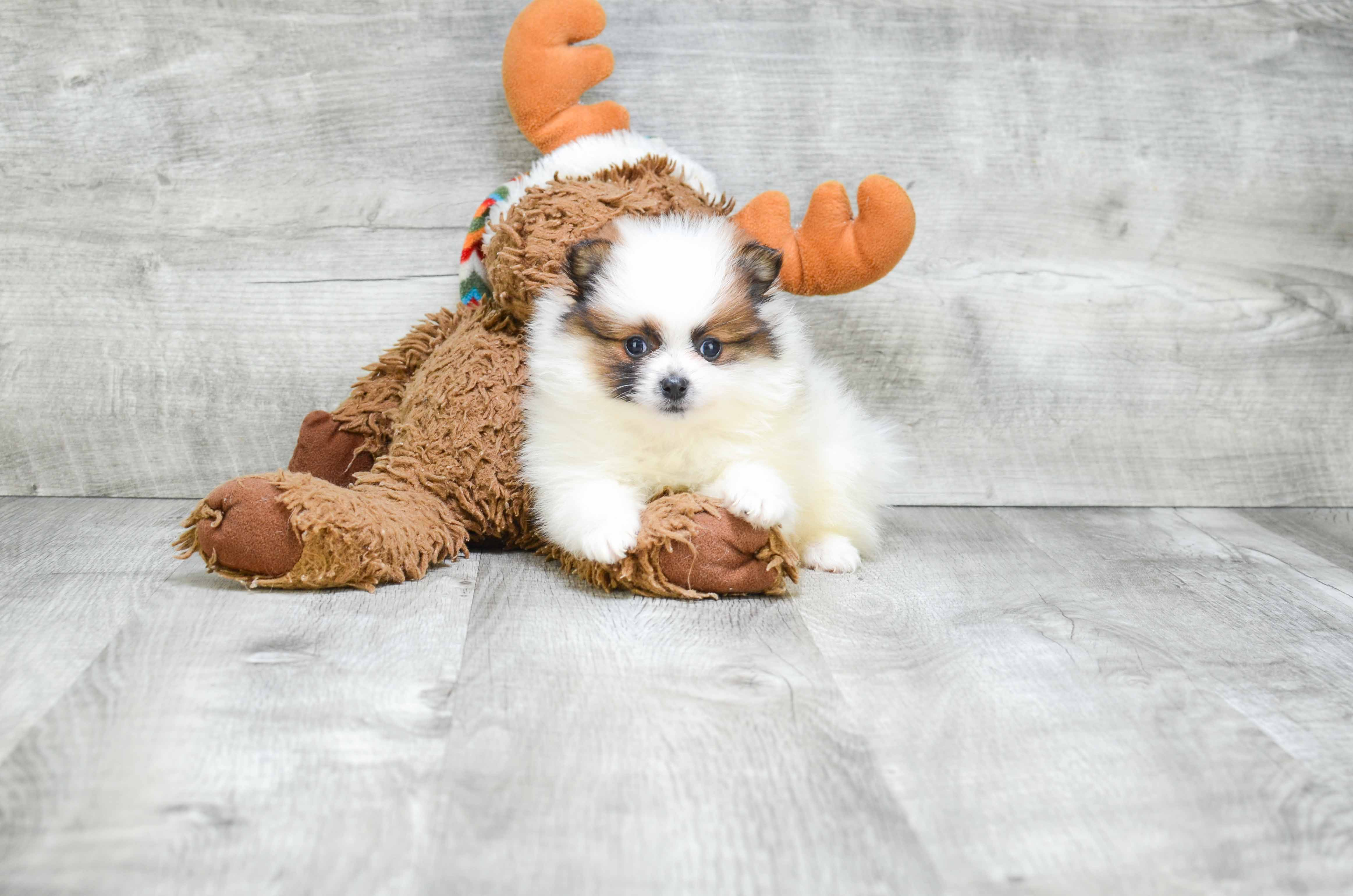 Small Pomeranian Purebred Pup
