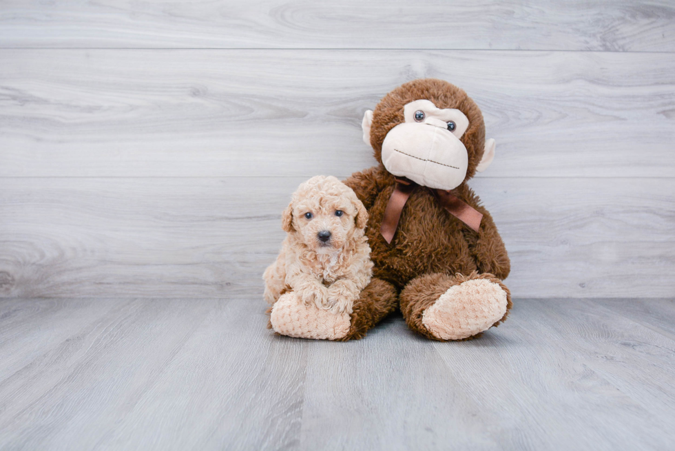 Poodle Pup Being Cute