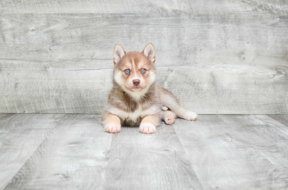 Pomsky Pup Being Cute