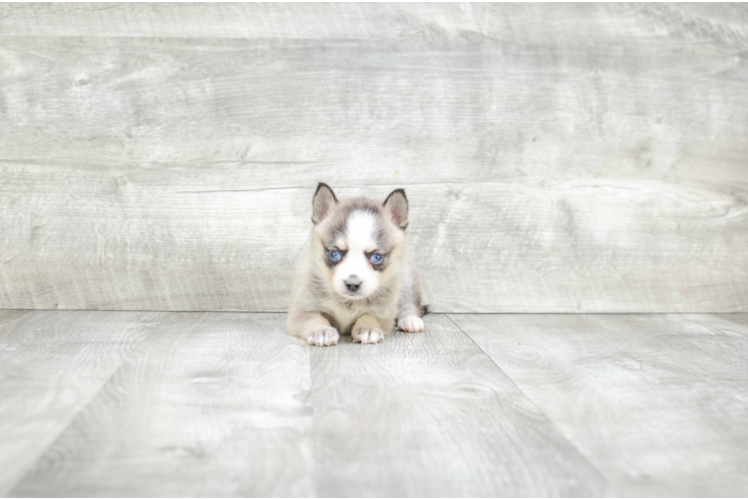 Pomsky Pup Being Cute