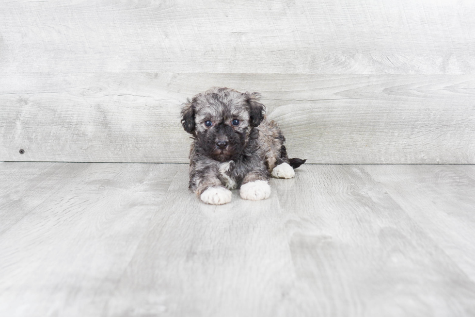 Happy Havanese Purebred Puppy