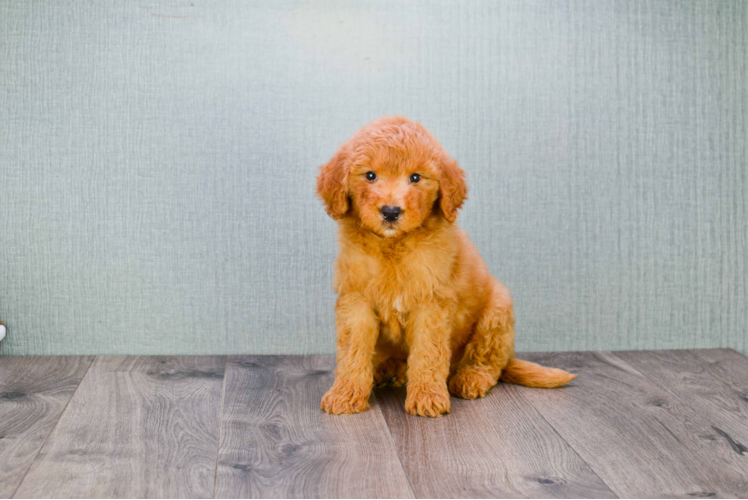 Mini Goldendoodle Puppy for Adoption