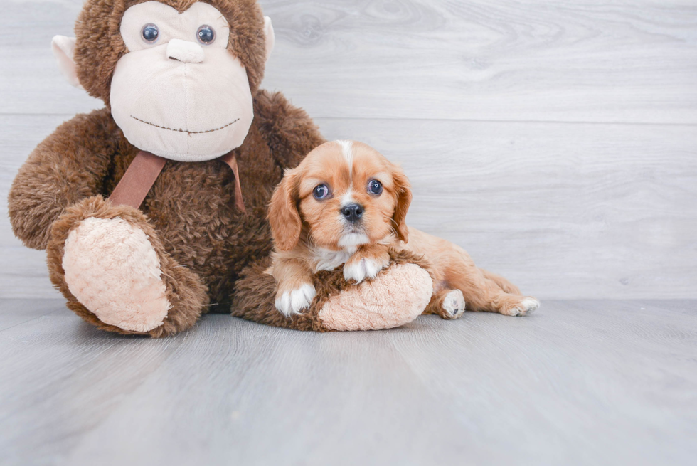 Petite Cavalier King Charles Spaniel Purebred Puppy