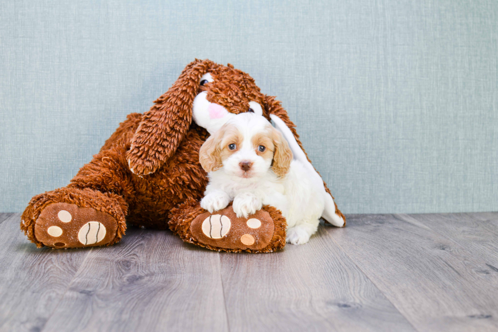 Best Cockapoo Baby