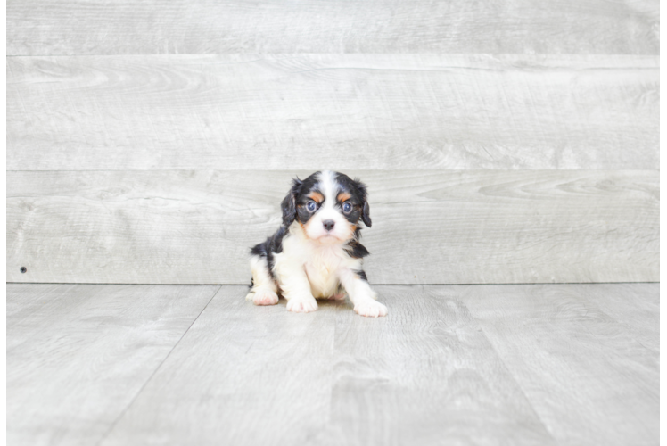 Cavalier King Charles Spaniel Pup Being Cute