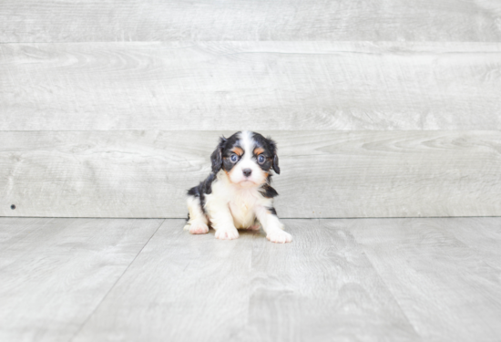 Cavalier King Charles Spaniel Pup Being Cute