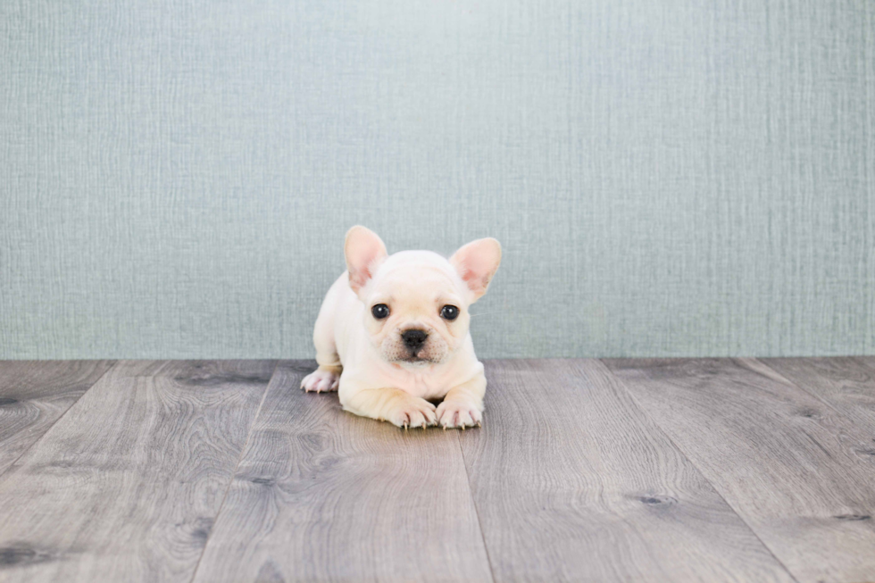 French Bulldog Puppy for Adoption