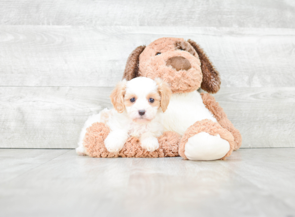 Cavapoo Pup Being Cute