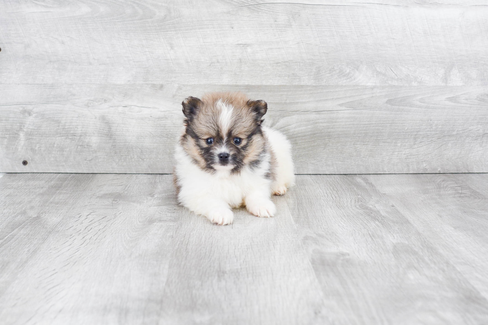 Small Pomeranian Baby