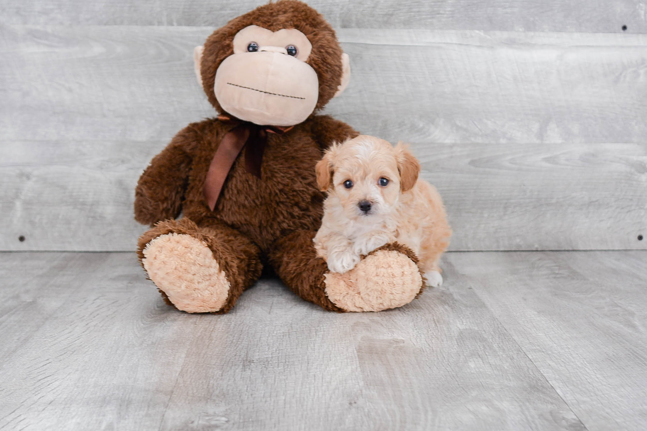 Playful Maltese Poodle Poodle Mix Puppy