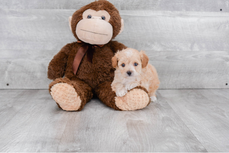 Playful Maltese Poodle Poodle Mix Puppy