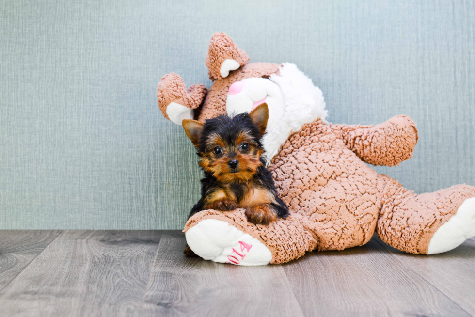 Meet Steph - our Yorkshire Terrier Puppy Photo 