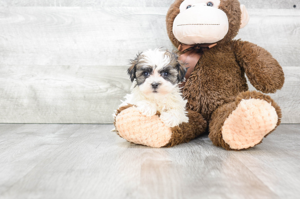 Cute Havanese Purebred Puppy