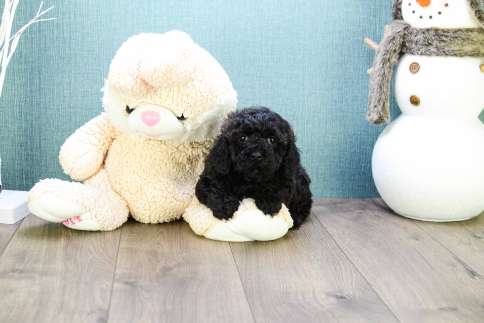 Friendly Cavapoo Baby