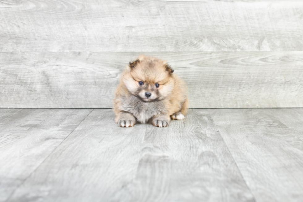 Best Pomeranian Baby