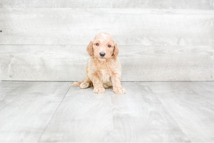 Cute Mini Goldendoodle Baby