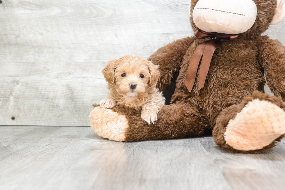 Maltipoo Puppy for Adoption