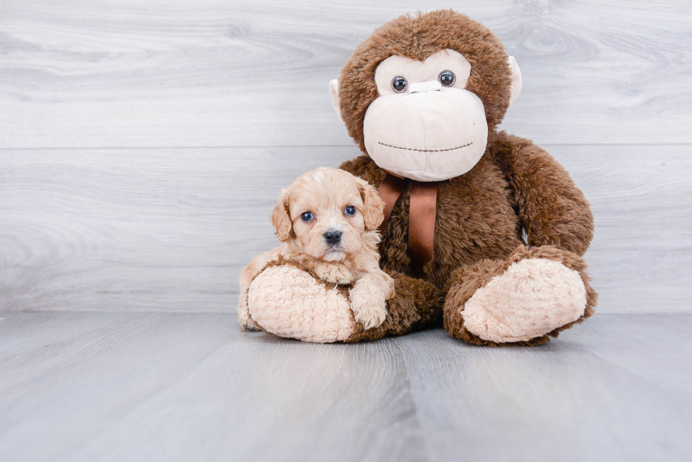 Cavachon Puppy for Adoption