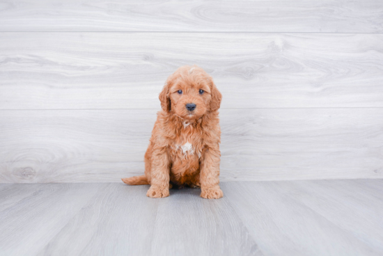 Hypoallergenic Golden Retriever Poodle Mix Puppy