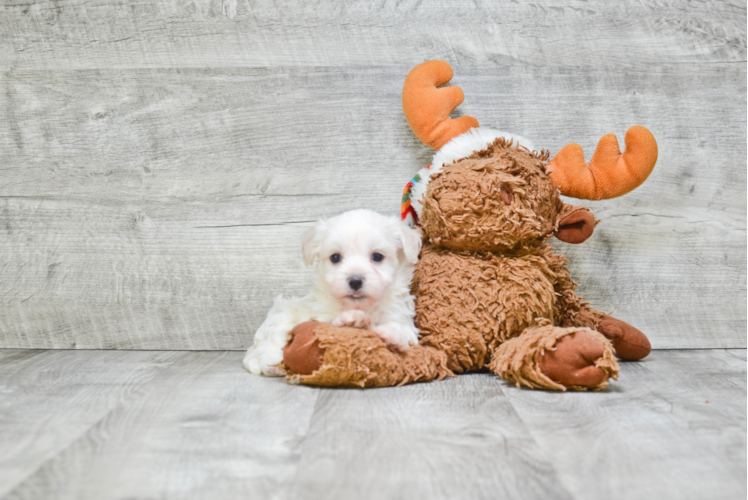 Best Havanese Baby