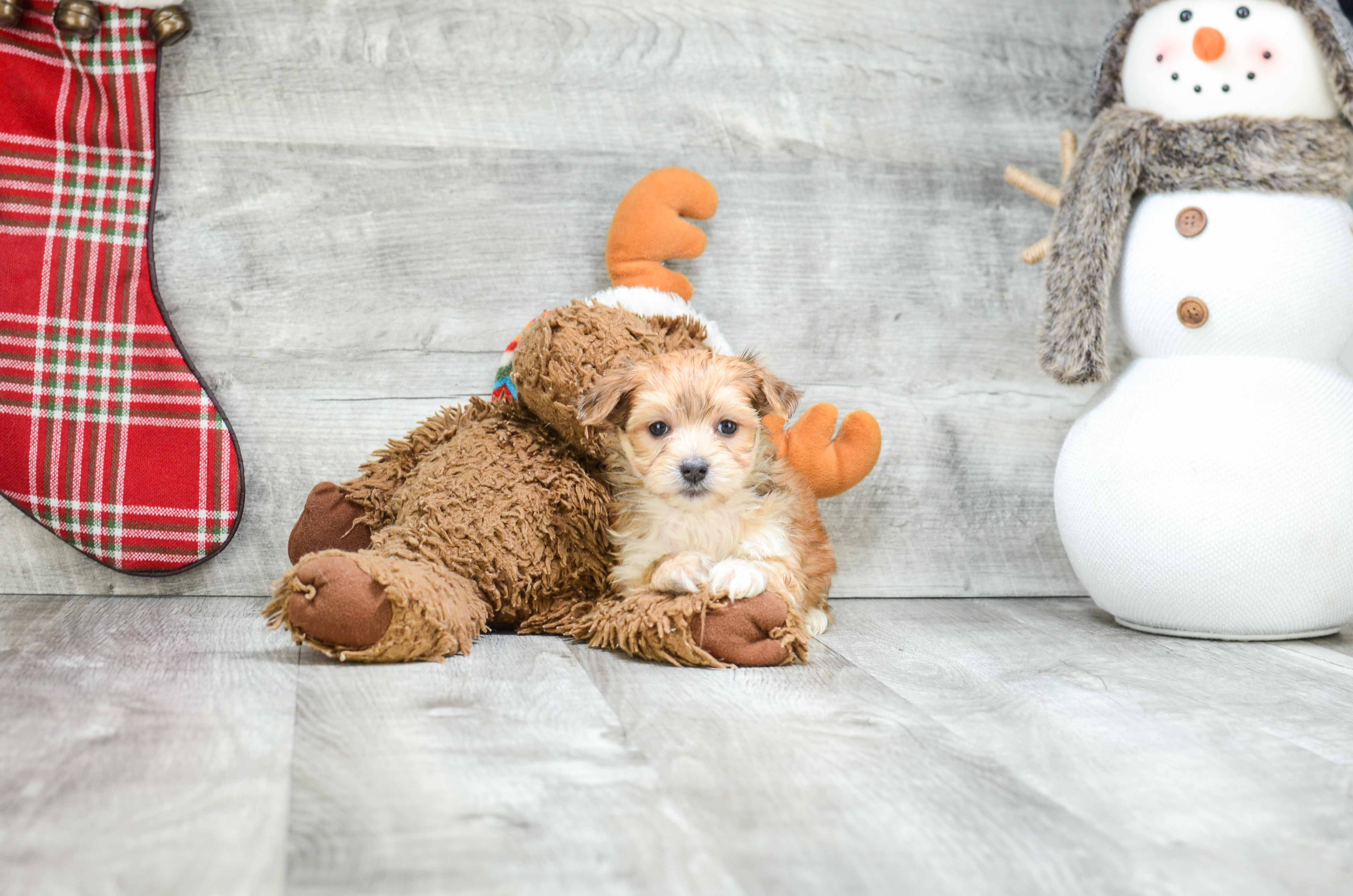 Best Morkie Baby