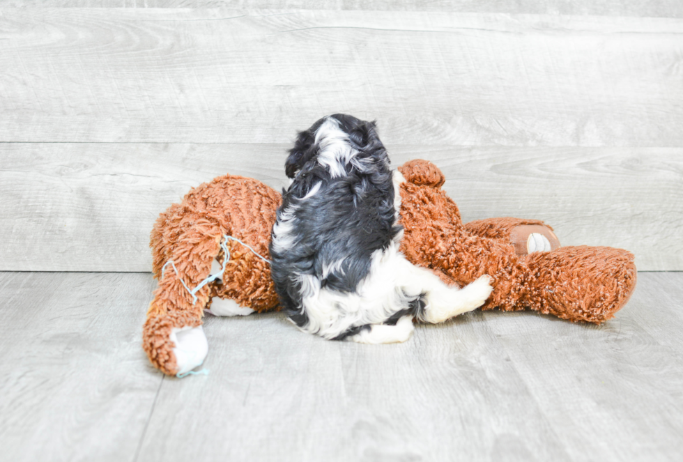 Petite Cavachon Designer Pup