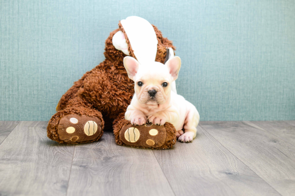 Sweet Frenchie Purebred Puppy