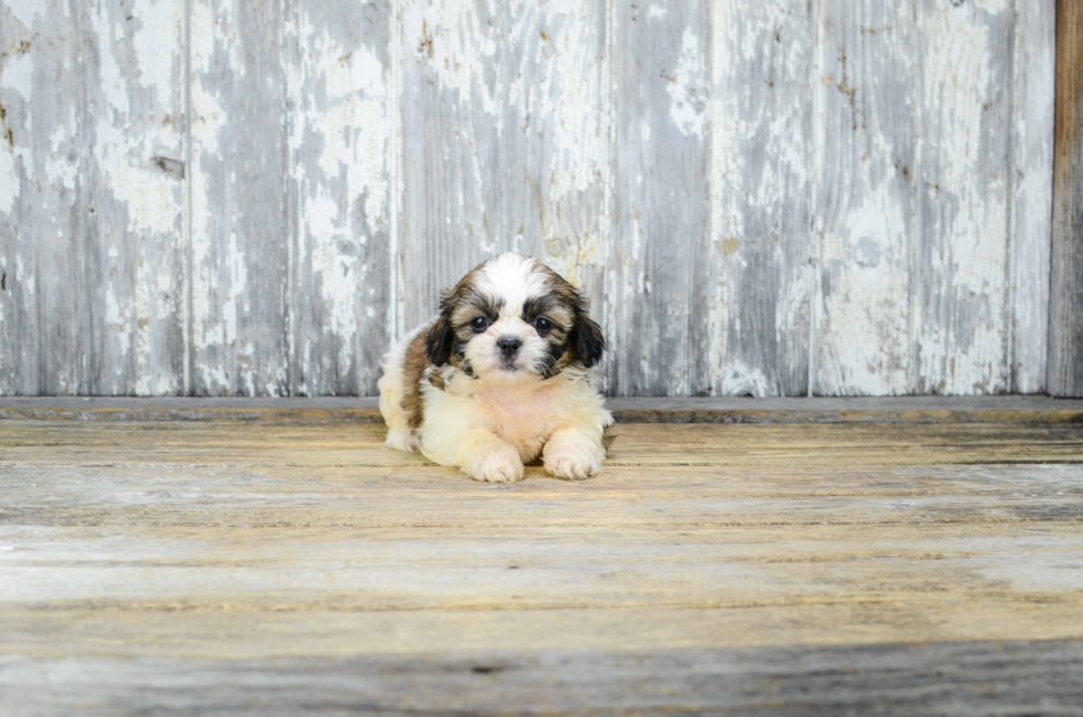 Teddy Bear Pup Being Cute