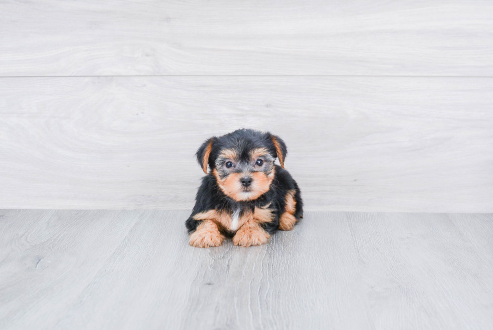 Meet Joey - our Yorkshire Terrier Puppy Photo 