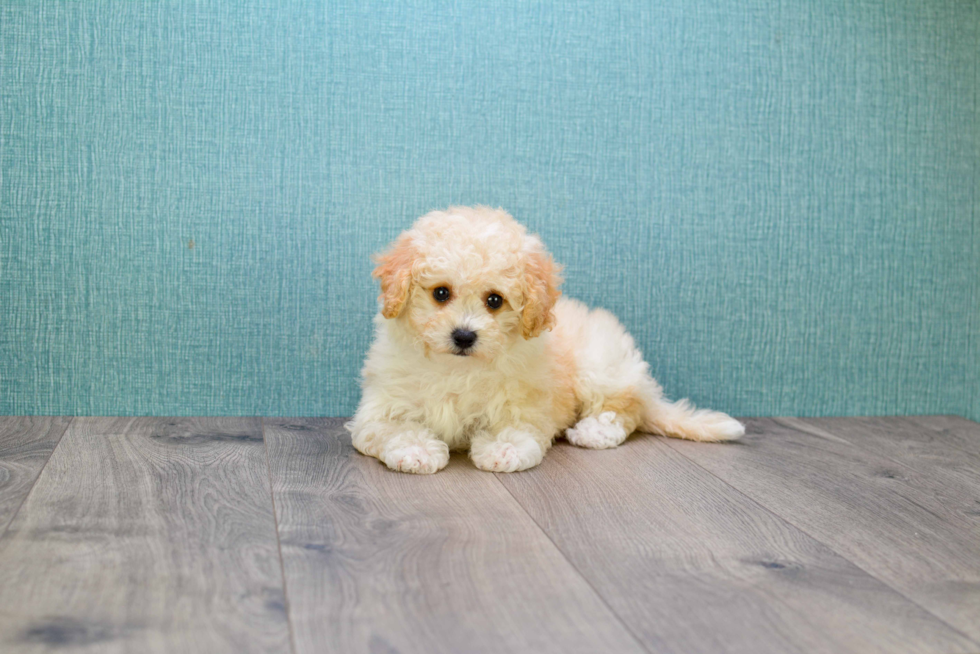 Cute Cavapoo Baby