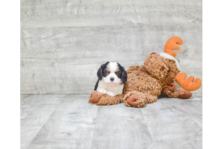 Funny Cavalier King Charles Spaniel Baby