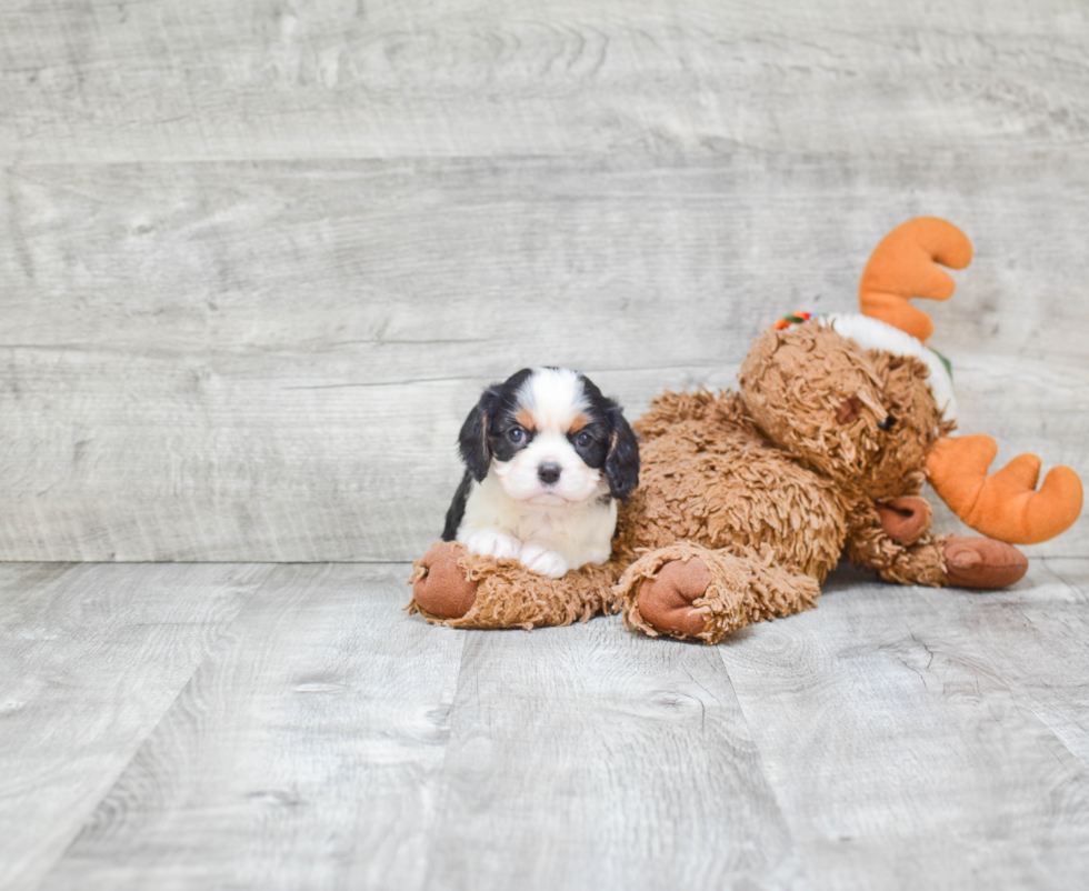 Funny Cavalier King Charles Spaniel Baby