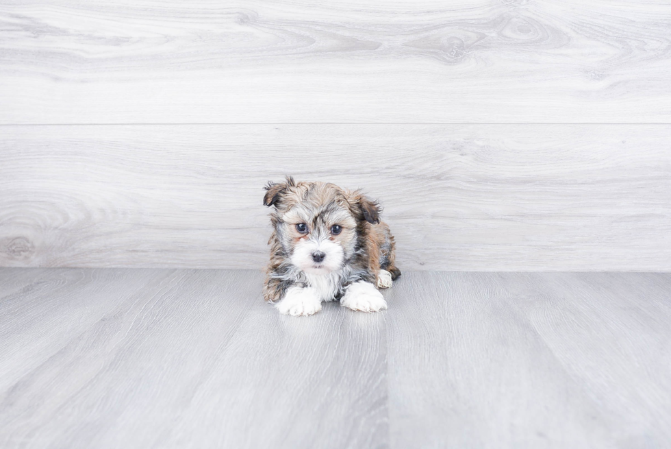 Best Havanese Baby