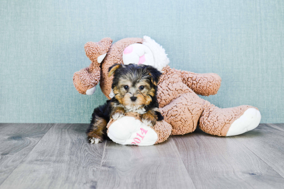 Meet Timmy - our Yorkshire Terrier Puppy Photo 